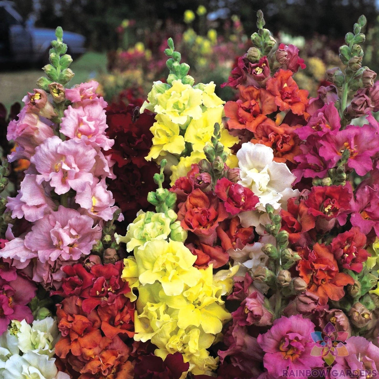 Madame Butterfly Mix Snapdragon Seeds - Antirrhinum majus, Vibrant Flower Seeds for Garden, 1000+ Premium Seeds, Easy to Grow