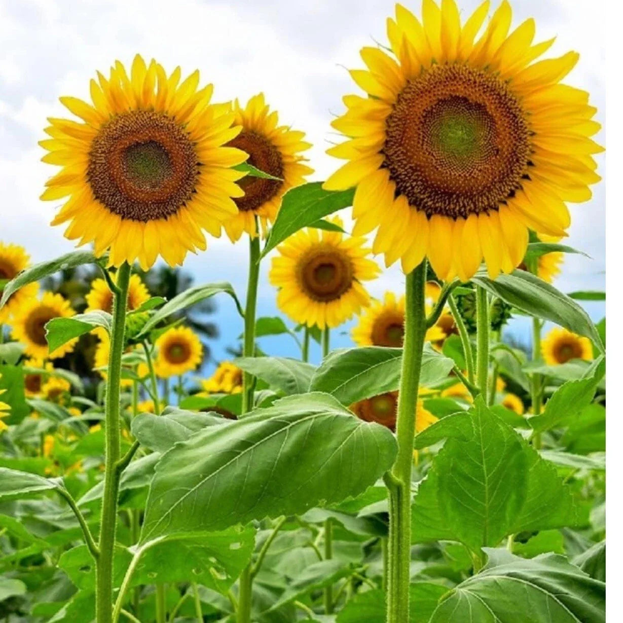 Mammoth Grey Striped Sunflower Seeds - Heirloom Non-GMO Helianthus annuus, Large Flower, Garden, Cut Flower, Pollinator Attractant