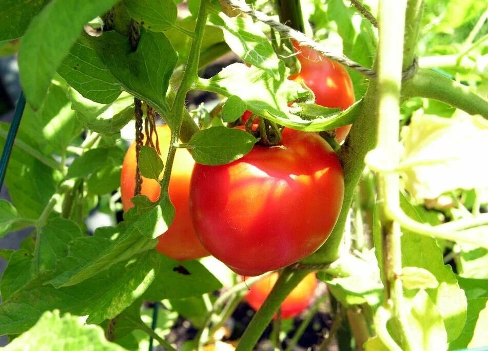 Creole Tomato Seeds - Heirloom, Heat Tolerant, Non-GMO, Solanum lycopersicum, Gulf Region Gardening