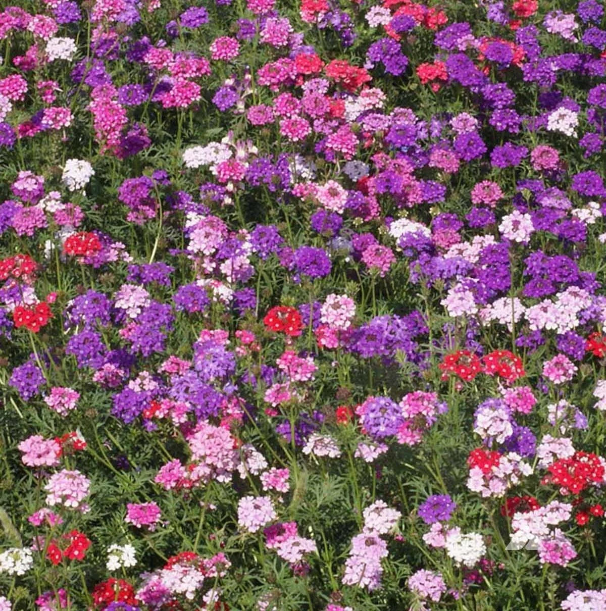 Groundcover Verbena Seeds - MOSS Mixed Colors - Perennial Non-GMO - 500 Seeds for Rock Gardens - Verbena tenuisecta