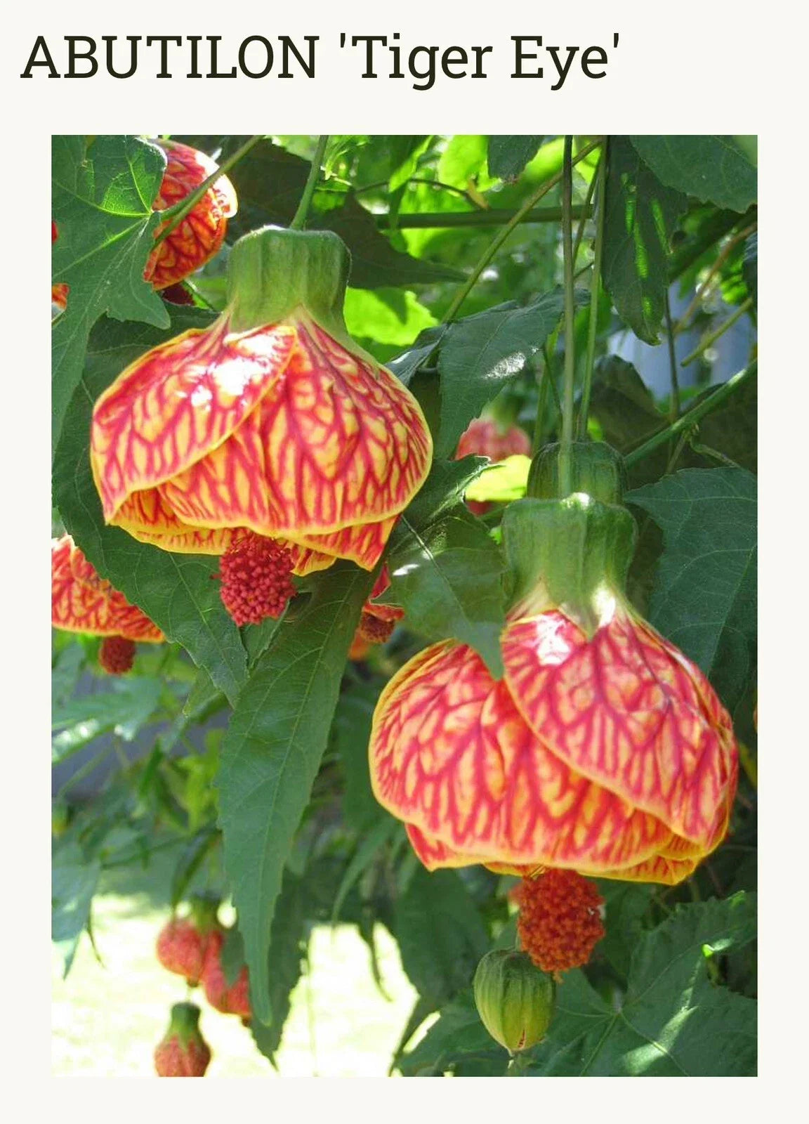 Tiger Eye Abutilon Flowering Maple Small Rooted Starter Plant - Abutilon hybridum, Variegated Foliage, Indoor/Outdoor Houseplant