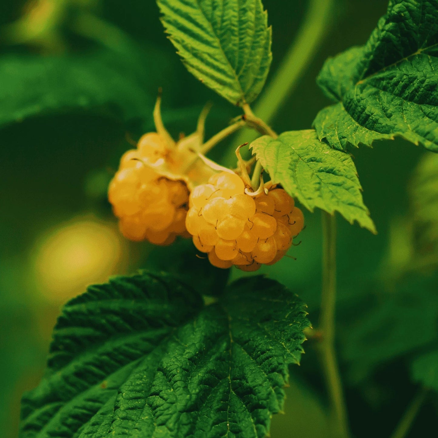 Double Gold Raspberry Canes - Bare Root 1-Year-Old Rubus idaeus 'Double Gold' for Home Garden, Golden Raspberries