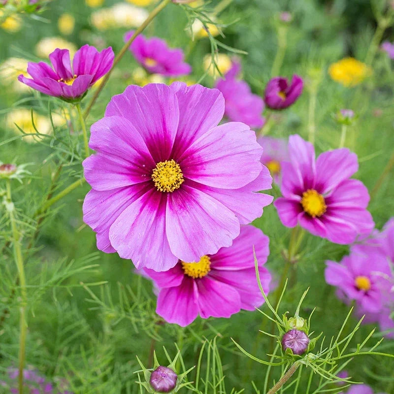 Radiance Cosmos Seeds - 200+ Pack, Colorful Annual Flower Seeds, Cosmos bipinnatus, Garden Planting, Vibrant Blooms