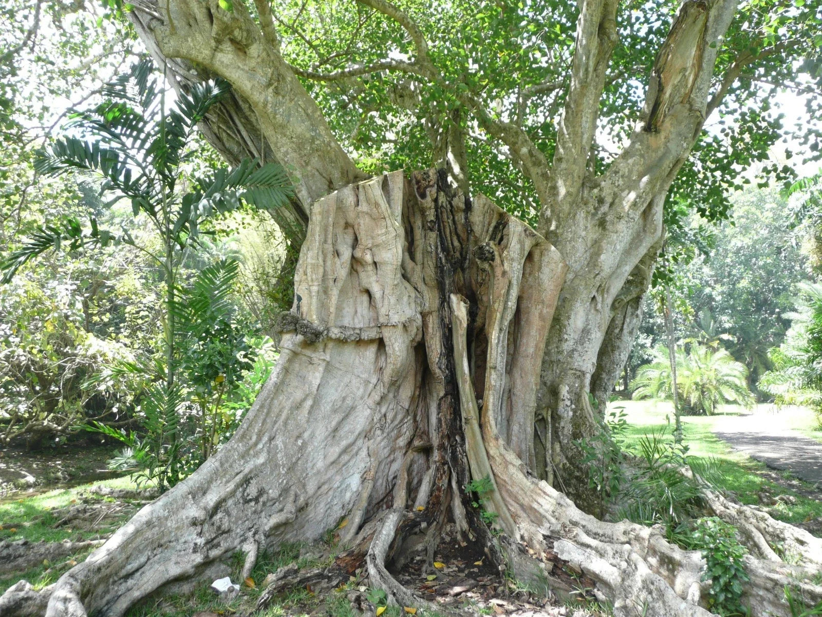 Sacred Fig Seeds, 50 Count, Ficus religiosa, Organic Planting Seeds for Home Gardening and Bonsai