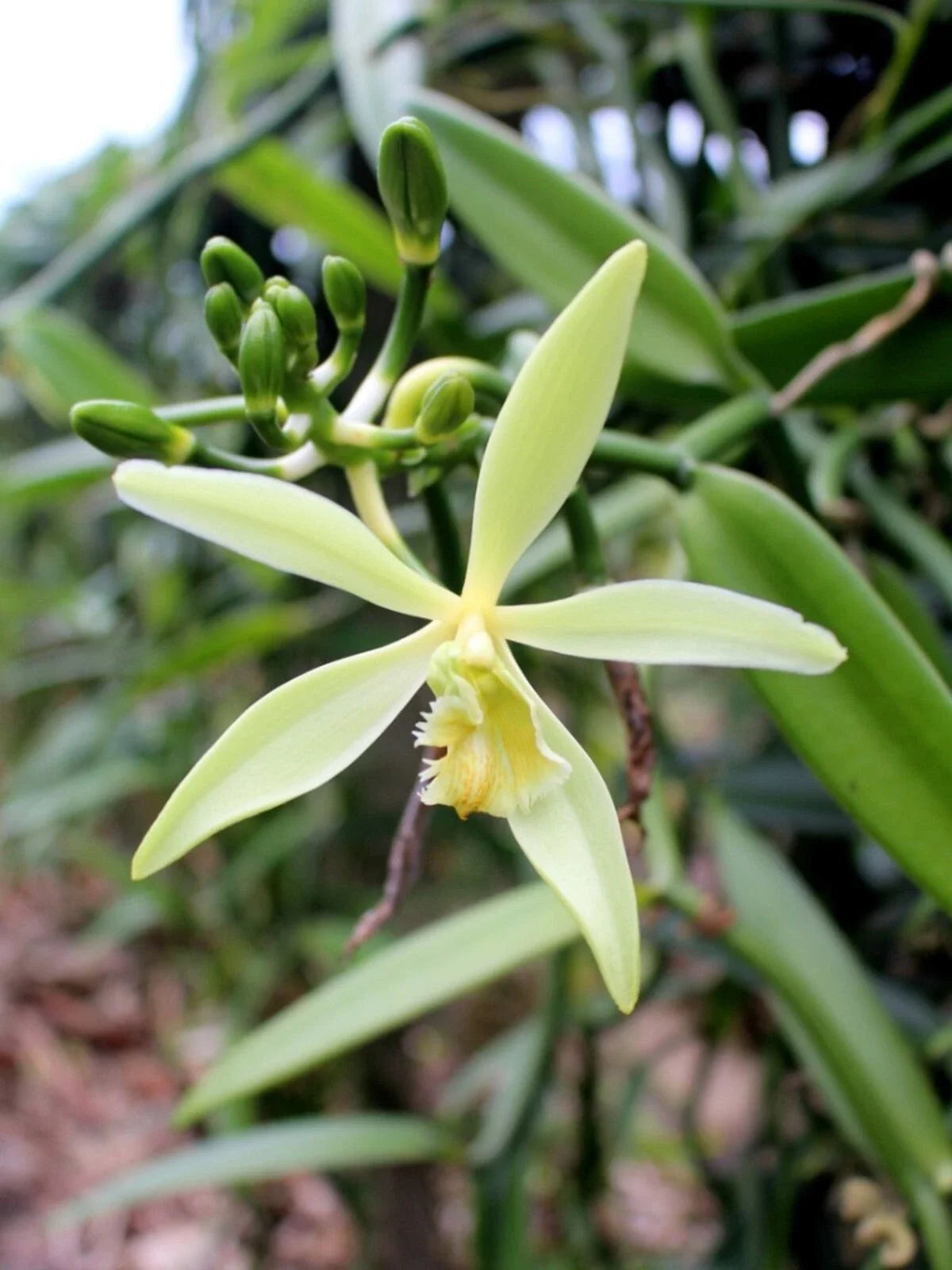 Organic Vanilla Orchid Starter Plant in 2.5"x3.5" Pot - Vanilla planifolia Live Climbing Vine for Indoor & Outdoor Gardening