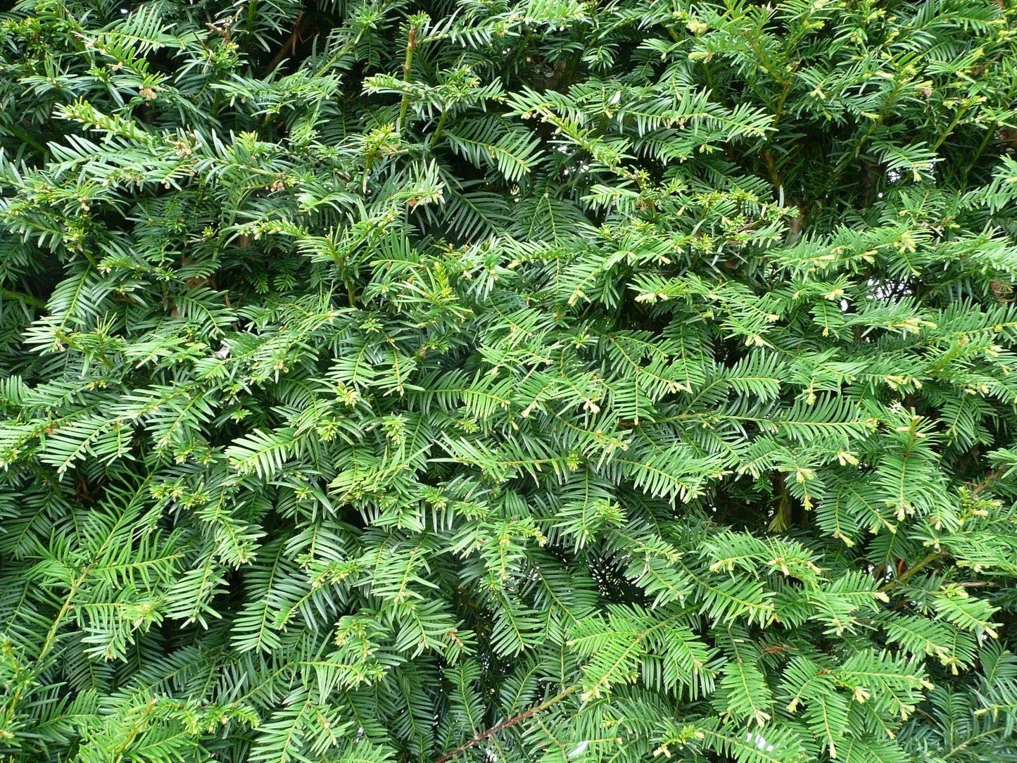 Yew Cuttings Set 12+ Dark Green Spreader Evergreen Shrub Taxus x media 'Densiformis'