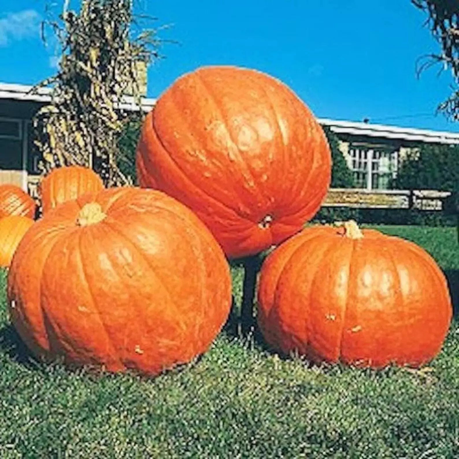 Big Max Pumpkin Seeds - 25 Count, Giant Heirloom, Non-GMO, Prize-Winning Cucurbita maxima, Heirloom Pumpkin Seeds for Growing Giant Pumpkins
