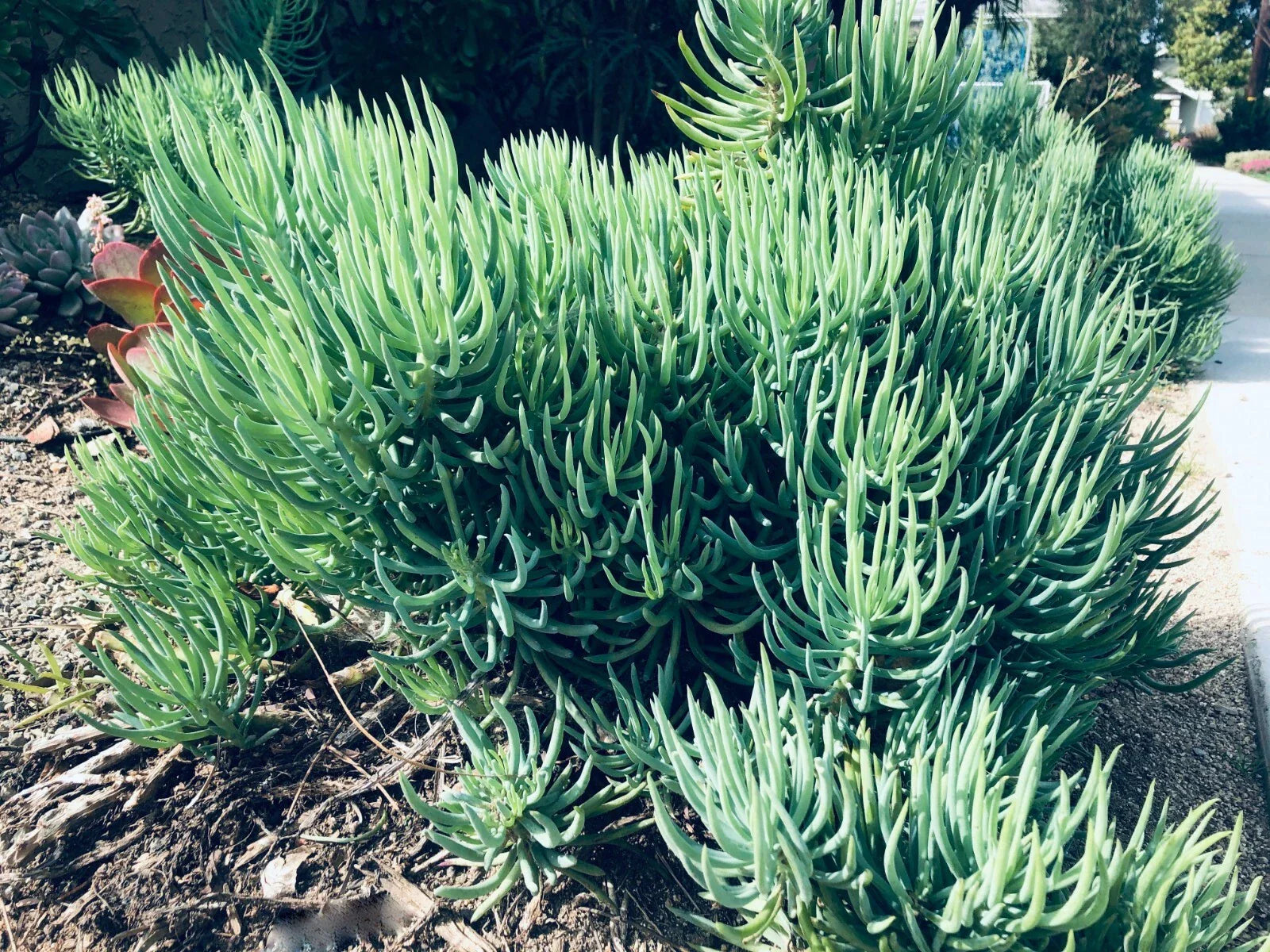 Senecio Vitalis Blue Serpents Chalk Fingers Succulent Cuttings - 6" Indoor Garden Plants, Drought Tolerant, Easy Care