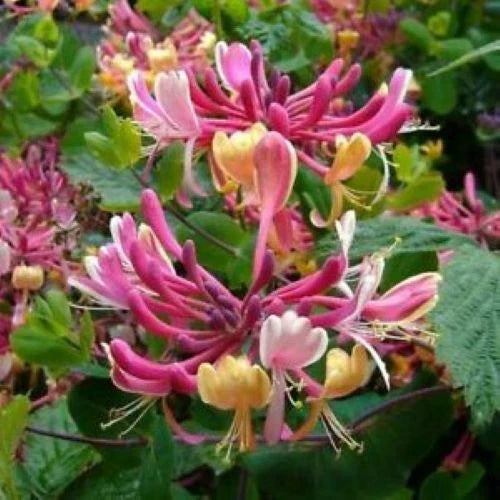 Candy Swirl Honeysuckle Vine - Rooted Starter Plant Lonicera - Attracts Hummingbirds