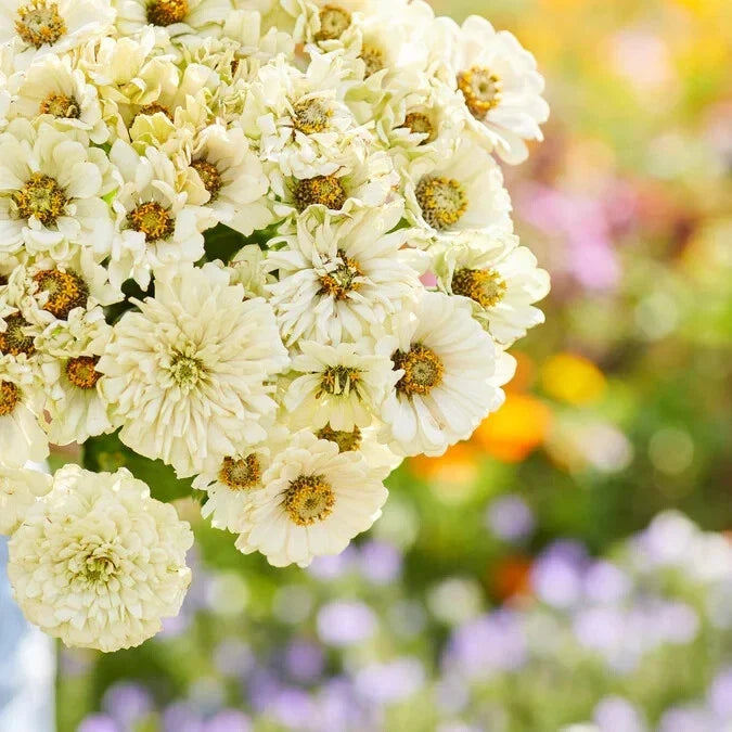 Cactus Snowman Zinnia Seeds - 100+ Seeds for Garden Planting - Zinnia elegans - Vibrant, Unique Flower for Beds & Containers