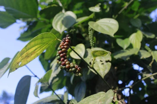 Organic Black Beauty Peppercorn Seeds - Heirloom Piper nigrum, 10 Seeds, Non-GMO, Full Sun, Climbing Vine, Free Shipping