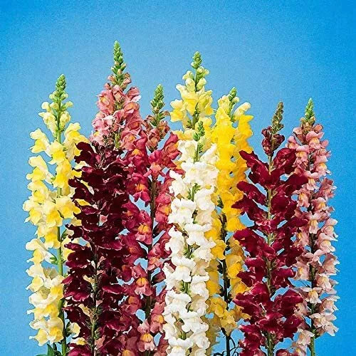 250 Snapdragon Seeds for Planting - Antirrhinum majus - Exotic Garden Flowers - Full Sun to Partial Shade