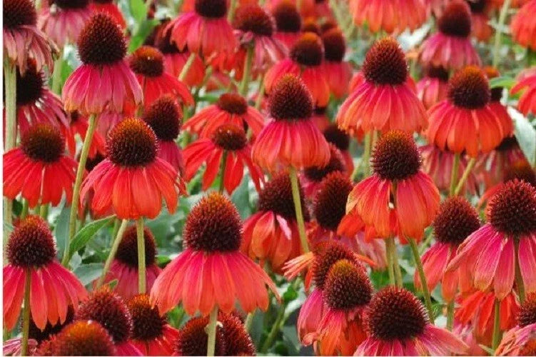 50 Ruby Red Coneflower Seeds - Echinacea purpurea Perennial Flowers for Borders & Pollinators, USA Seller