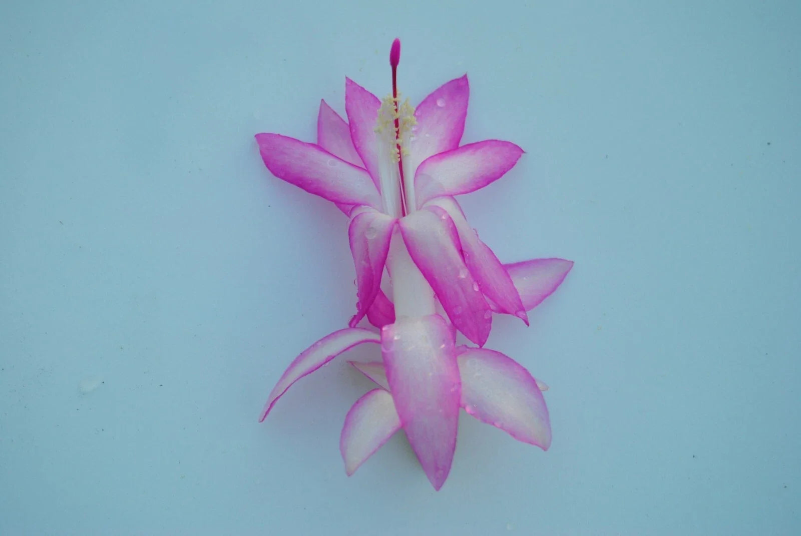 Christmas Cactus Starter Plant - Madame Butterfly Schlumbergera Truncata - Well-Rooted Indoor Plant for Holiday Blooms