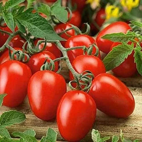 Roma Tomato Seeds 100 Count Heirloom Solanum lycopersicum for Home Gardening, Canning & Cooking