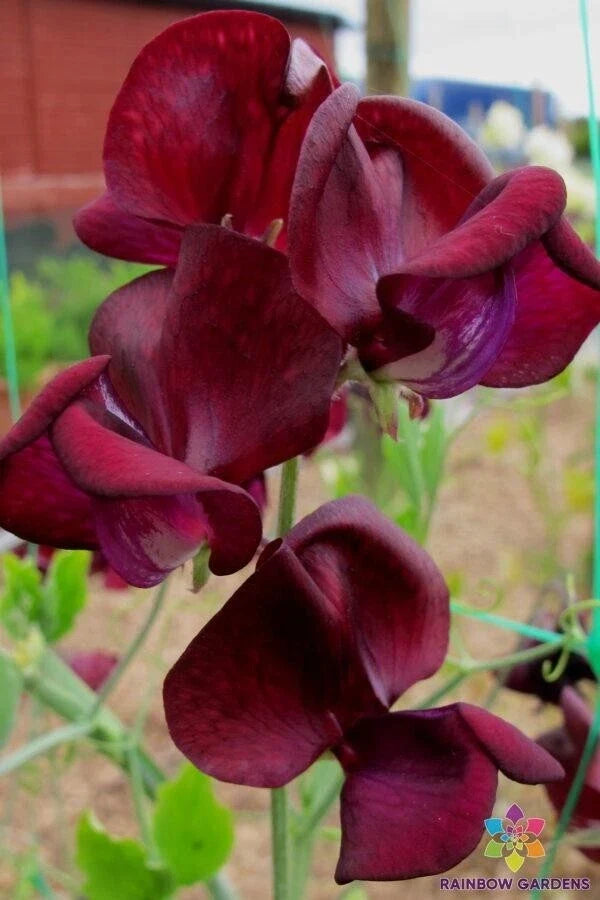 Monty Don Sweet Pea Seeds – 50 Pack, Lathyrus odoratus, Climbing Vine, Vibrant Colors & Fragrant Blooms, Garden Planting