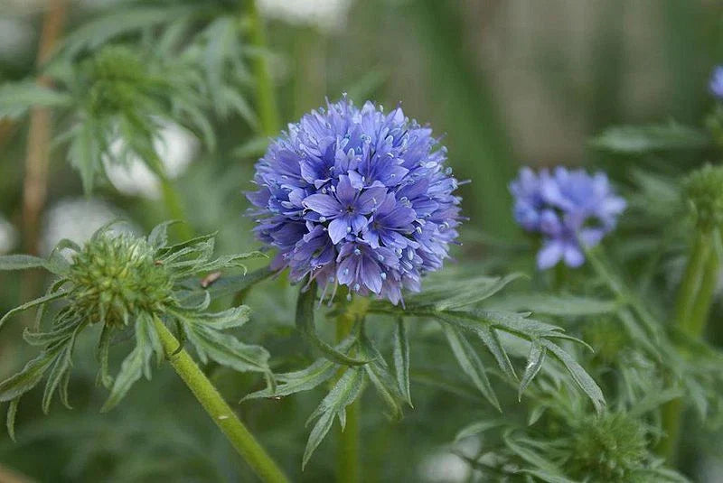 Globe Gilia Seeds - 1000 Seeds - Drought Tolerant Blue Flowers - Gilia capitata