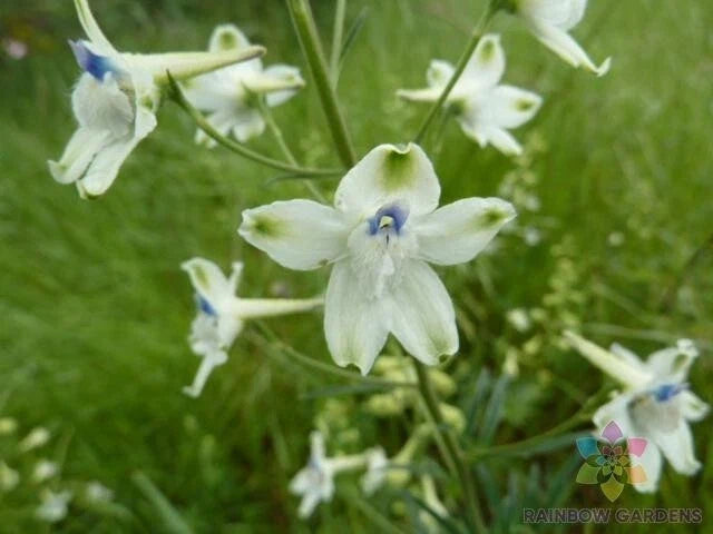 Peacock Larkspur Seeds - 200+ Pack - Delphinium spp. Blue, Purple, White Flowers - USA Grown, Easy to Grow