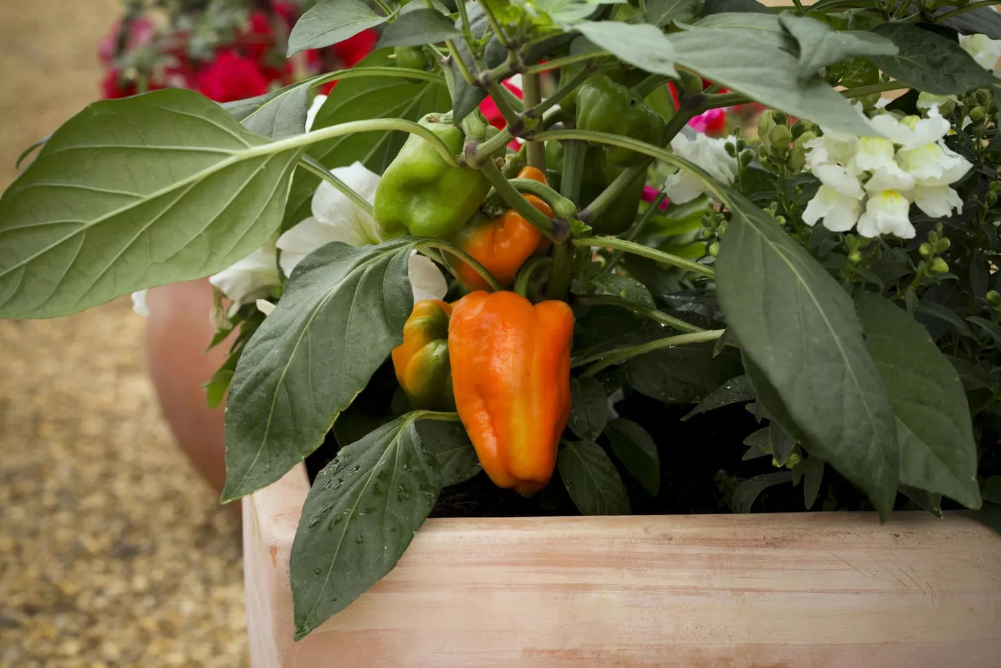 Sweet Pepper Seeds - Pompeii Red, Italian Frying Type, Thin-Skinned, Heavy Yields, Capsicum Annuum, Garden & Container Planting