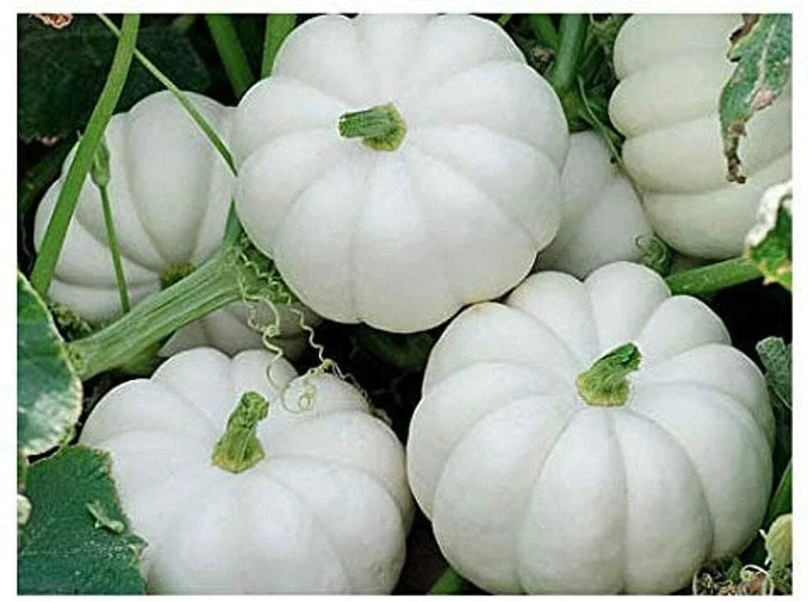 Mini White Pumpkin Seeds - Heirloom Cucurbita pepo for Home Garden, Container, Fall Decorations, 10 Pack