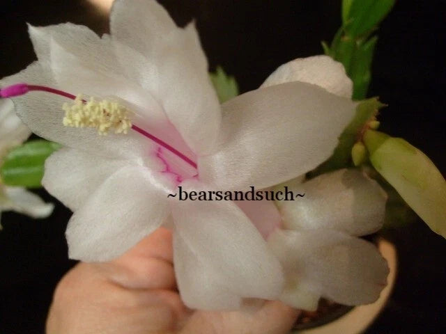 Schlumbergera Starter Plant - Salvador Brazil Variety - Christmas Cactus - Indoor Houseplant - Easy Care Succulent