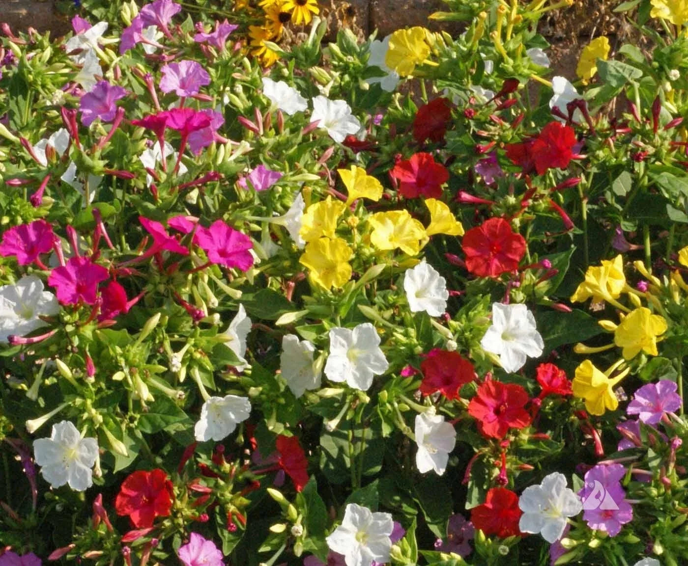 4 O'Clock Seeds Pack – Heirloom Non-GMO Choice Mix, Colorful Fragrant Flowers, Mirabilis jalapa, USA Grown