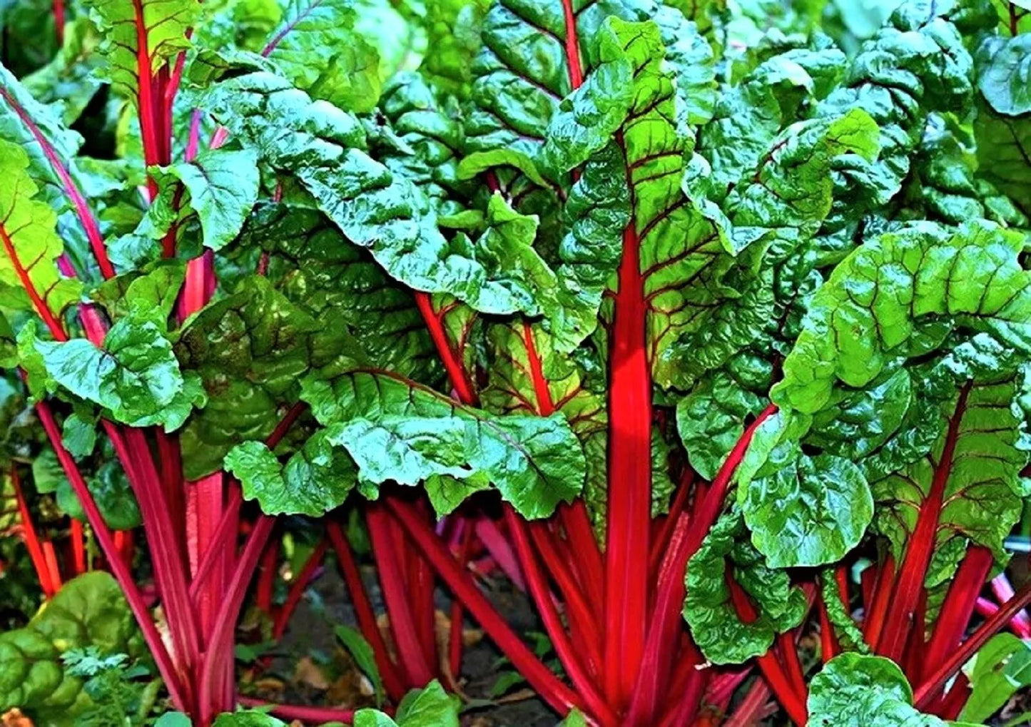 Ruby Red Swiss Chard Seeds - Non-GMO, Heirloom Beta vulgaris subsp. cicla, 100+ Seeds for Garden, Fresh Greens, Vibrant Red Stems