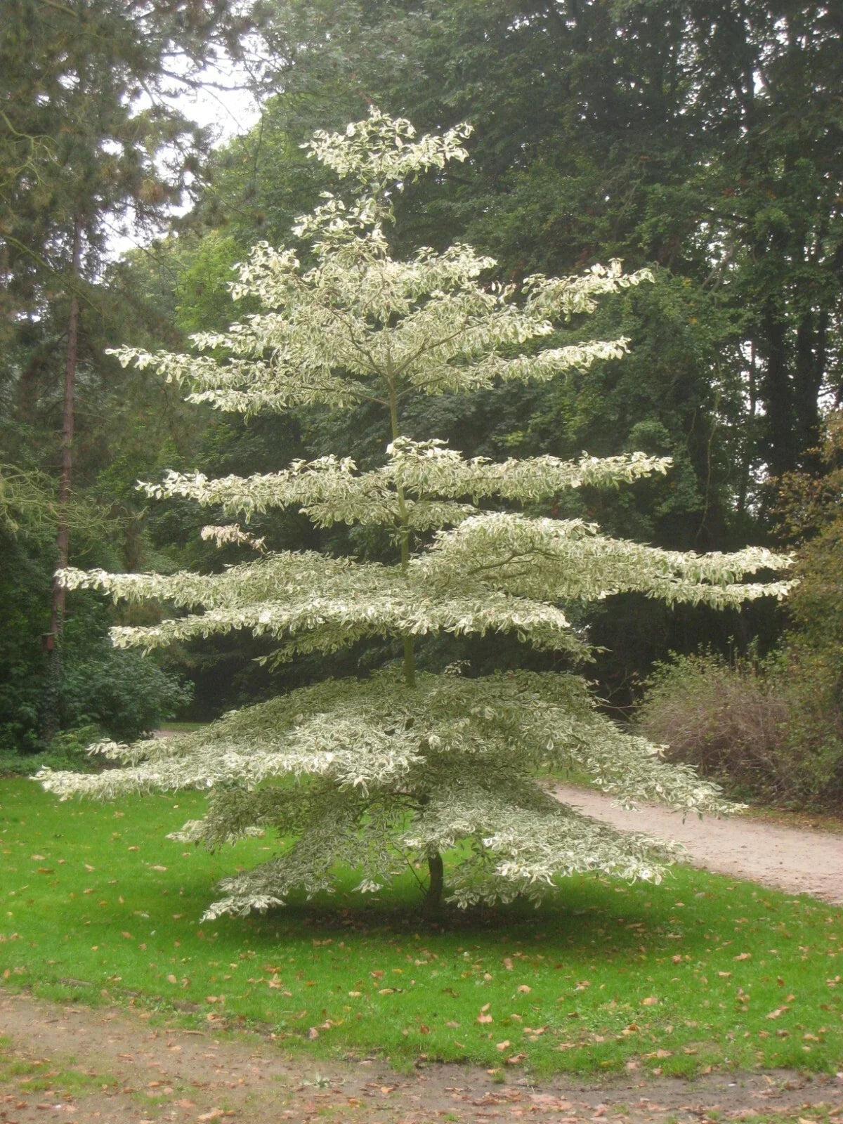 Giant Dogwood Seeds 20 Pack, Cornus controversa, Ornamental Tree Seeds for Landscape, White Flowers, Wildlife Attractant