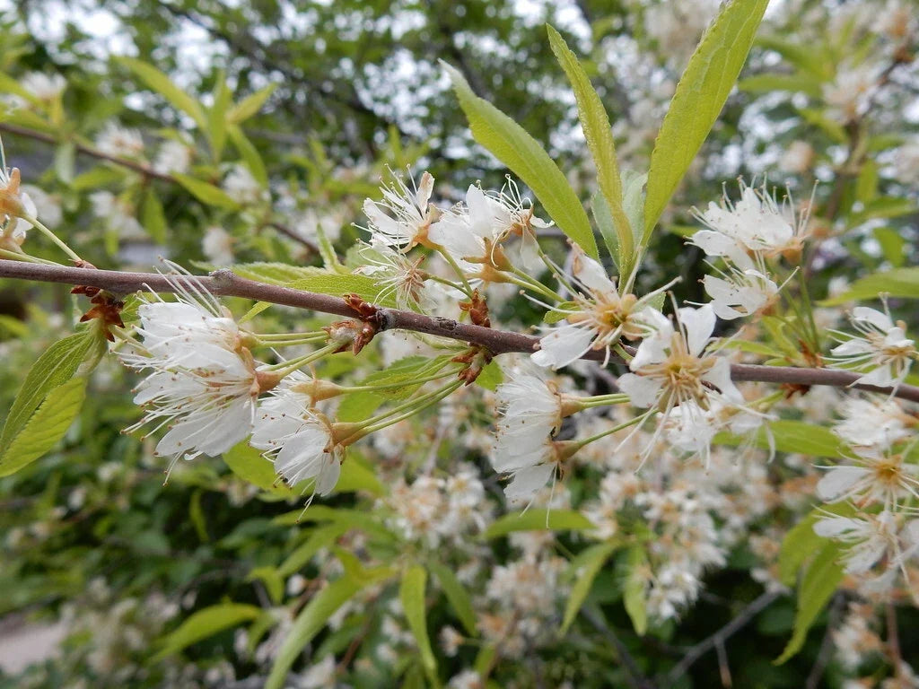 Bitter Cherry Seeds 20 Pack Prunus emarginata Edible Fruit Native Plant Gardening Seeds