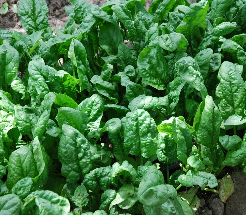Giant Noble Spinach Seeds 100+ Count Non-GMO Vegetable Seeds USA Grown