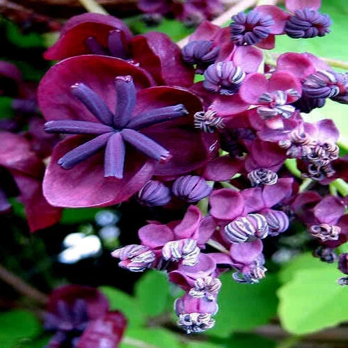 Chocolate Vine Seeds - 3-Leaf Variety Climber Plant Akebia trifoliata, Hardy Fruit Flower Climber Seeds for Garden Trellises
