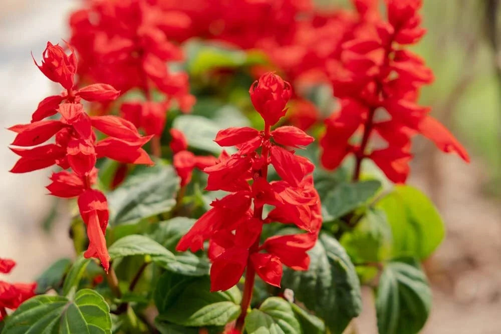 Blood Sage Flower Seeds – 50 Seeds, Hummingbird Attracting, Salvia coccinea, Full Sun, Drought Tolerant, Butterfly Garden