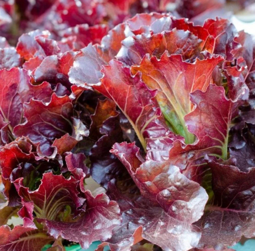 Ruby Leaf Lettuce Seeds 5,000+ Count Non-GMO Lactuca Sativa for Home Gardening, Loose-Leaf, Full Sun to Partial Shade