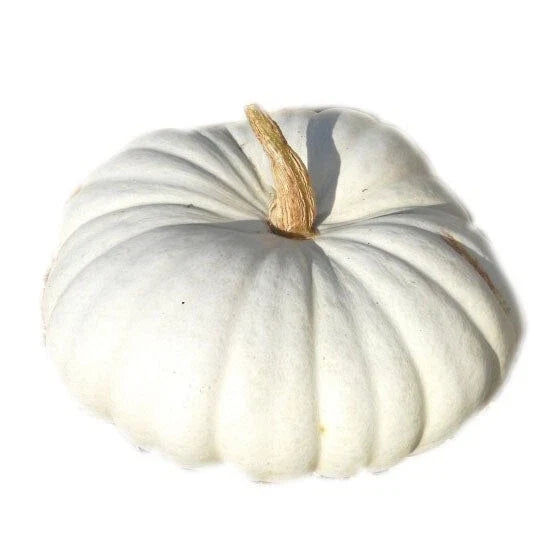 White Flat Boer Pumpkin Seeds - Heirloom Cucurbita pepo for Planting, Culinary & Decoration