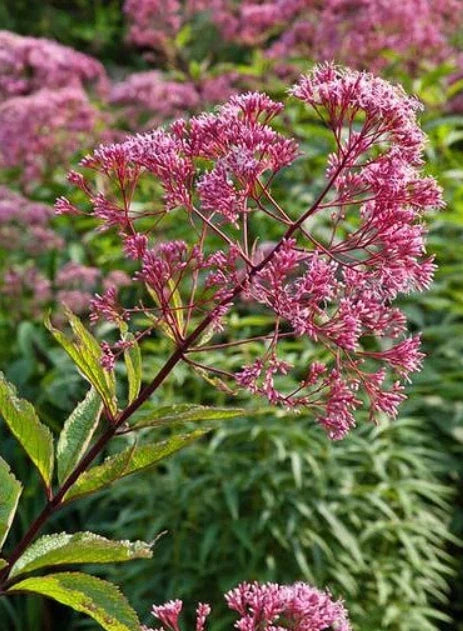 Joe Pye Weed Seeds - Spotted Perennial for Fall Blooming - Attracts Pollinators & Butterflies - 300 Seeds - Eupatorium maculatum