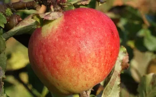 Kidd's Orange Red Apple Seeds - 25+ Malus domestica for Home Garden, Fruit Tree, Juicy Apples, USA Grown, Easy to Grow