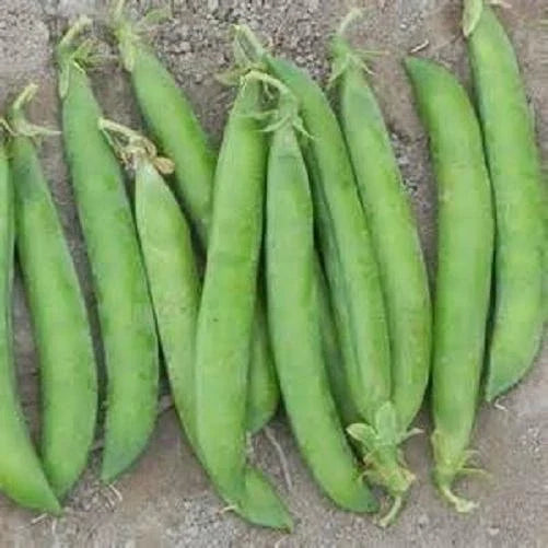 Maestro Pea Seeds - Heirloom Pisum sativum Non-GMO Garden Seeds for Home Gardening and Containers