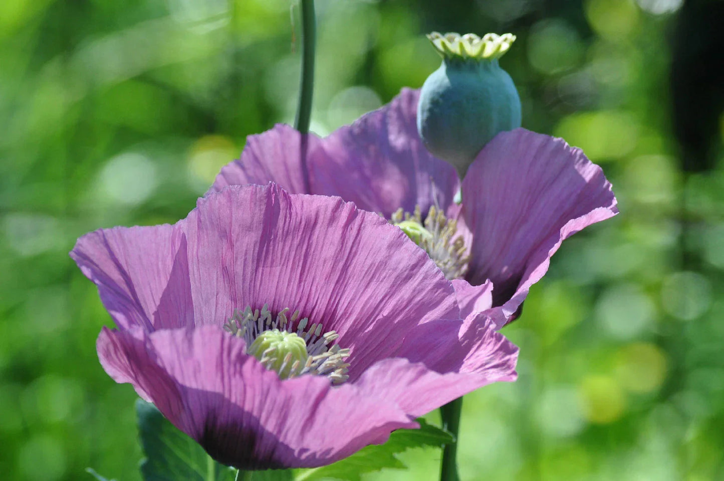 Lavender Poppy Seeds - 1000 Rare Papaver somniferum Seeds - Buy 15 for Free Shipping
