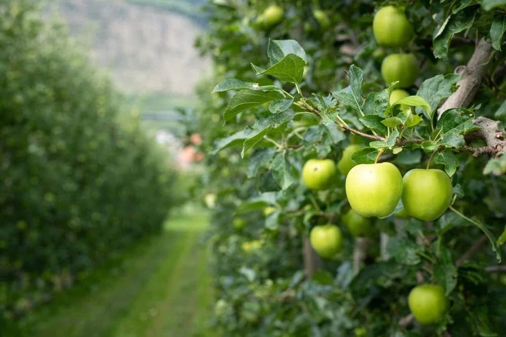 Green Apple Tree Seeds - Antonovka Variety - Malus pumila - 30 Seeds for Growing Fruit Trees