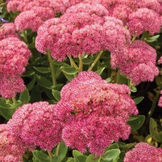 Sedum Autumn Joy Cuttings 4-Pack | Pink Blooms | Drought Tolerant Perennial | Hylotelephium telephium