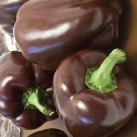Chocolate Beauty Bell Pepper Seeds – Non-GMO Heirloom Capsicum annuum for Organic Gardening, Sweet, Chocolate-Brown Peppers, 50 Seeds