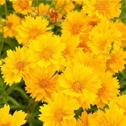 Lance-Leaf Coreopsis Seeds - SUNBURST Perennial Wildflower, Tickseed, Non-GMO, 100 Pack, Coreopsis lanceolata