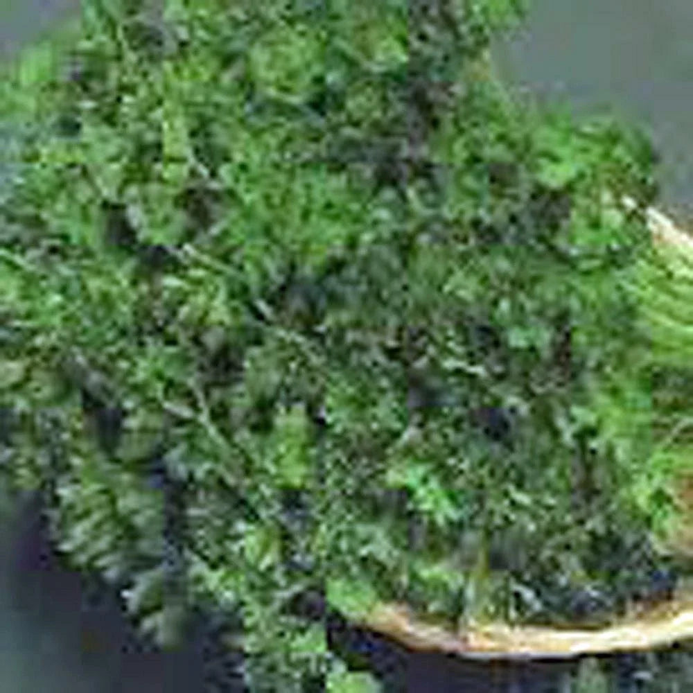 Parsley Seeds - Dark Green Italian Heirloom, Non-GMO Petroselinum crispum, 1000 Seeds
