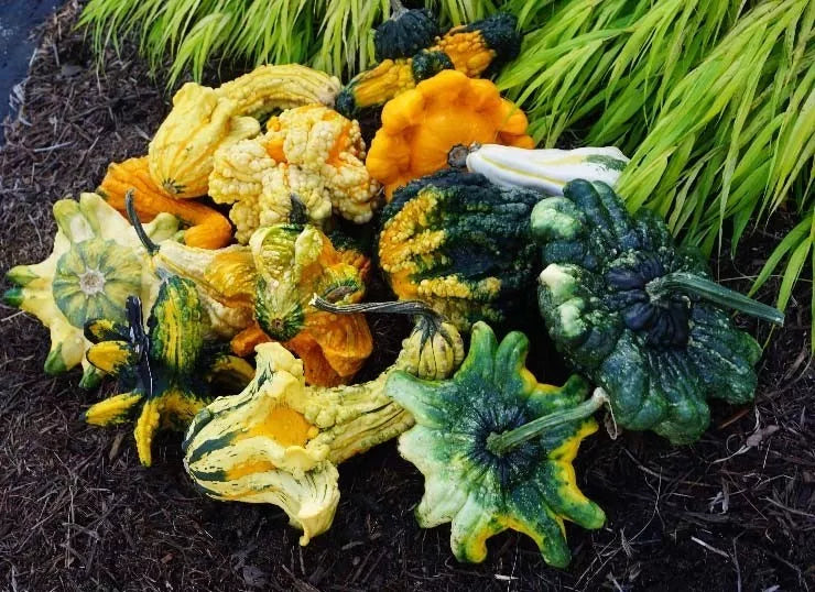 Crowns Gourds Seeds - 12+ Fresh Cucurbita maxima Seeds for Planting