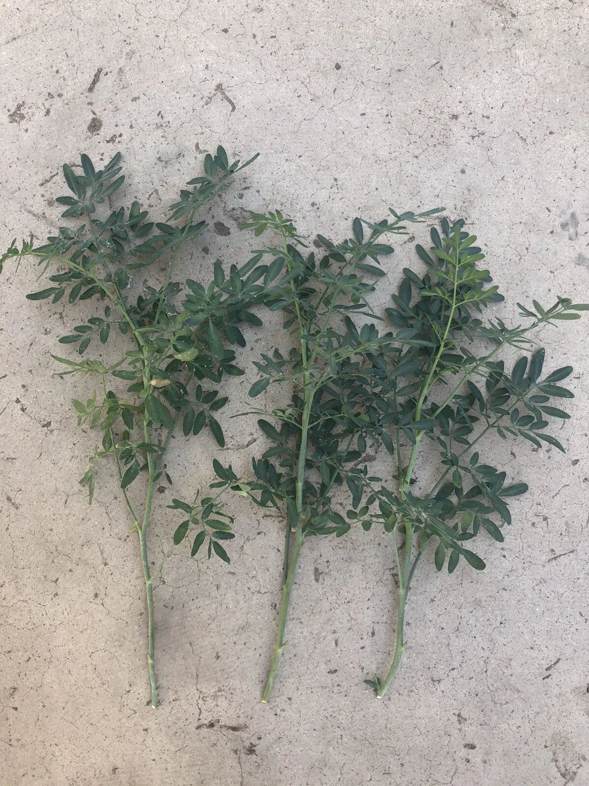 Fresh Common Rue Plant Cuttings - Ruta Graveolens Herb of Grace - Aromatic Culinary & Ornamental Herb