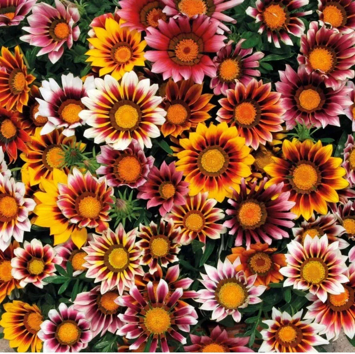 25 Gazania Splendens Mix Seeds - Colorful Flower Seeds for Garden - Fresh Flora TX USA