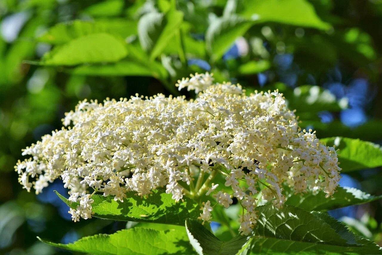 Adams Elderberry Cuttings - Sambucus canadensis Unrooted Cuttings 6 Pack for Home Gardens