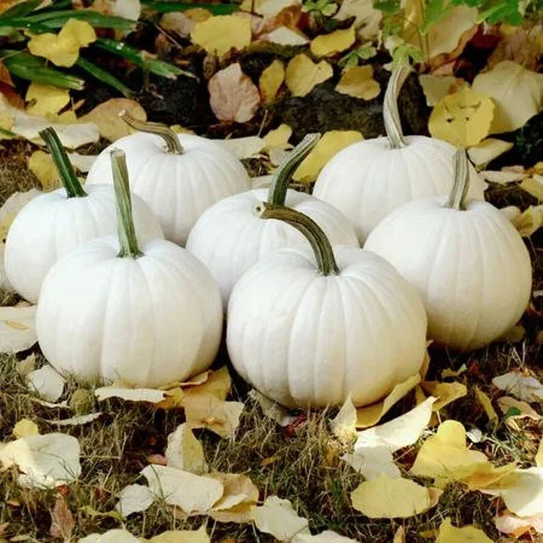 Casper The White Ghost Pumpkin Seeds – Organic, Non-GMO, Heirloom Cucurbita pepo, 10 Seeds for Halloween & Fall Gardens