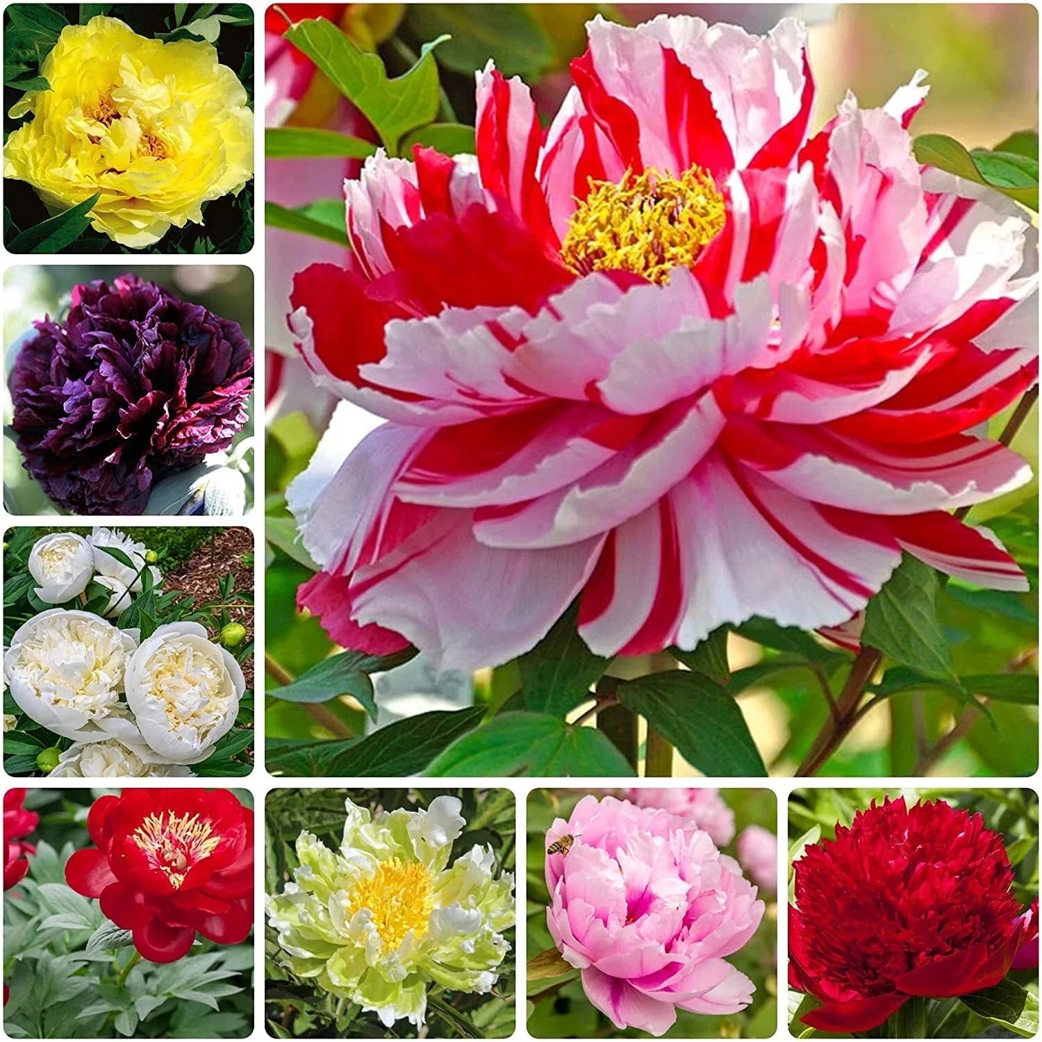 Peony Seeds 15 Pack - Mixed Colors for Garden, Container & Bonsai - Paeonia spp.