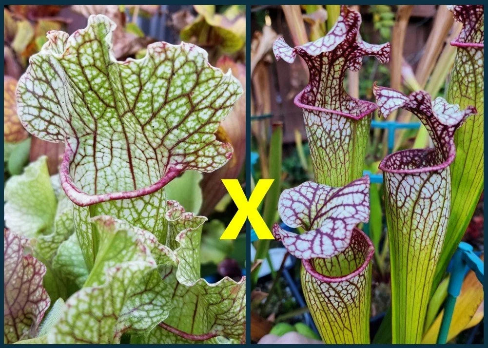 Sarracenia Seeds 2025 Fat Mitchelliana X (Adrian Slack X Judith Hindle) - Carnivorous Plant Seeds for Gardeners